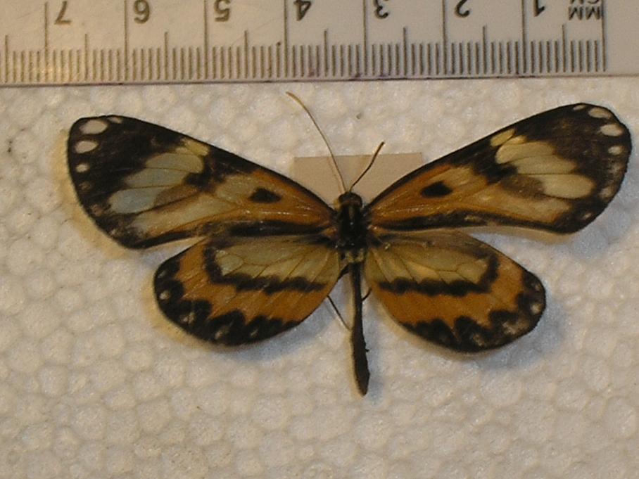 FIGURE 3c FIGURE 3c
